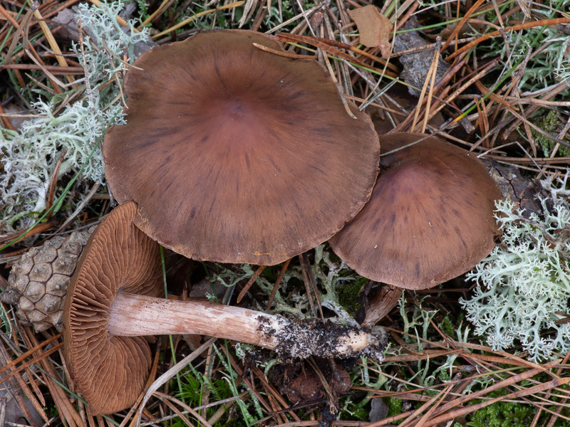 Cortinarius inconspicuus